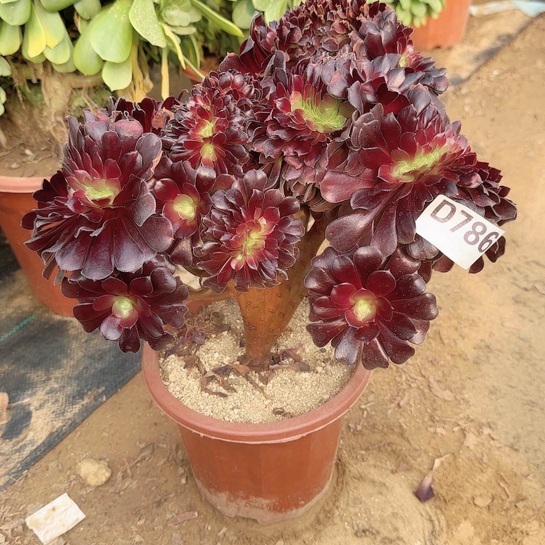 786欧缀一颗呀呀