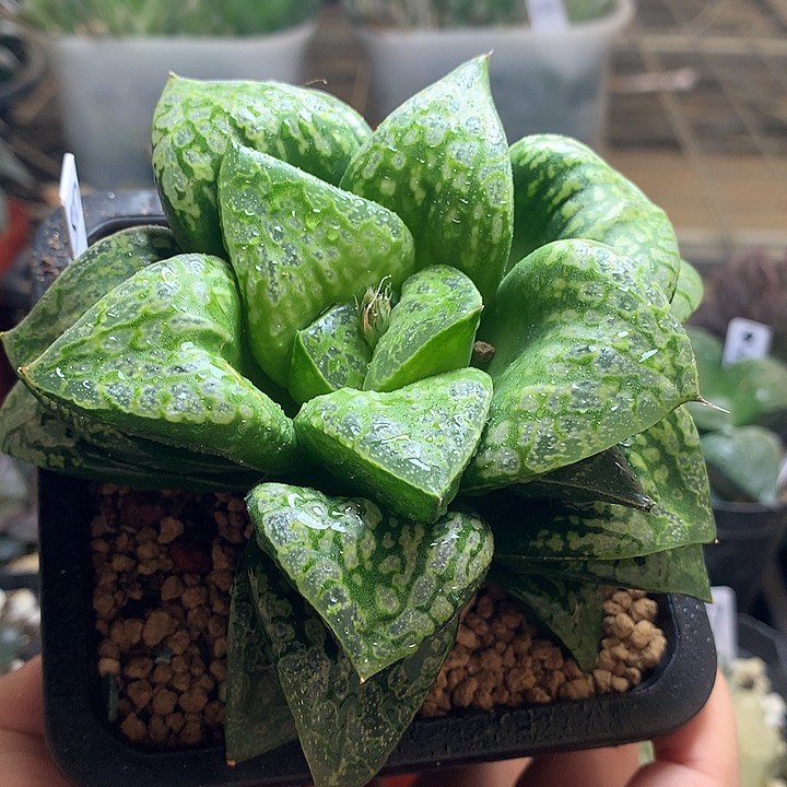 假面舞会寿一物一拍