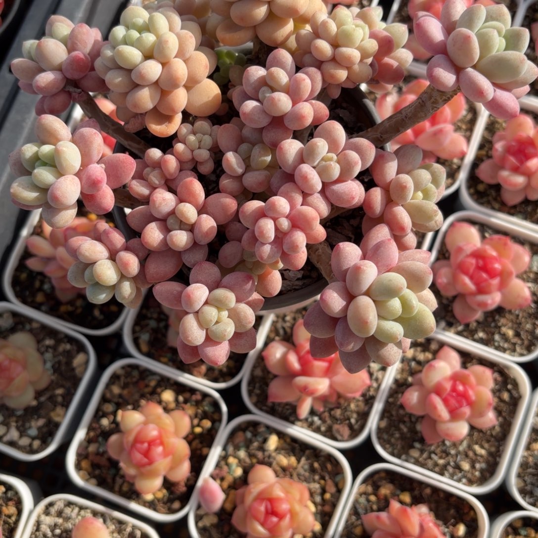 东篱下多肉植物哈哈哈24