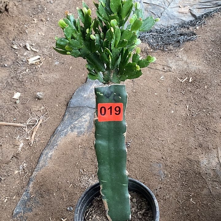 无花朵瑕疵苗老白重019号新疆不包邮