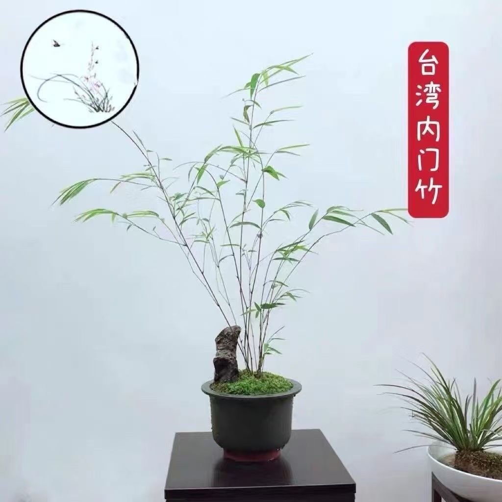 正宗台湾内门竹禅雅盆栽轻奢名贵竹子中国风四季常青绿植好养活
