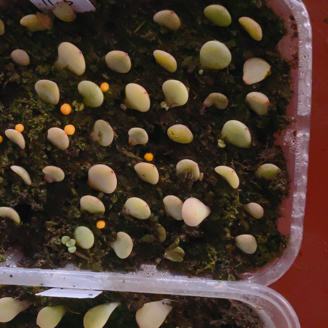 荔枝芝麻苗一个满25包邮