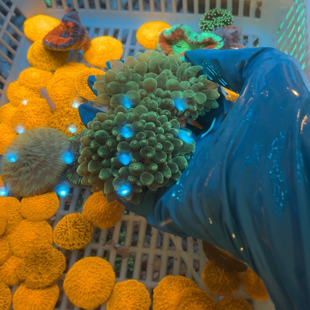 奶***a奶嘴海葵绿奶2➕25空运