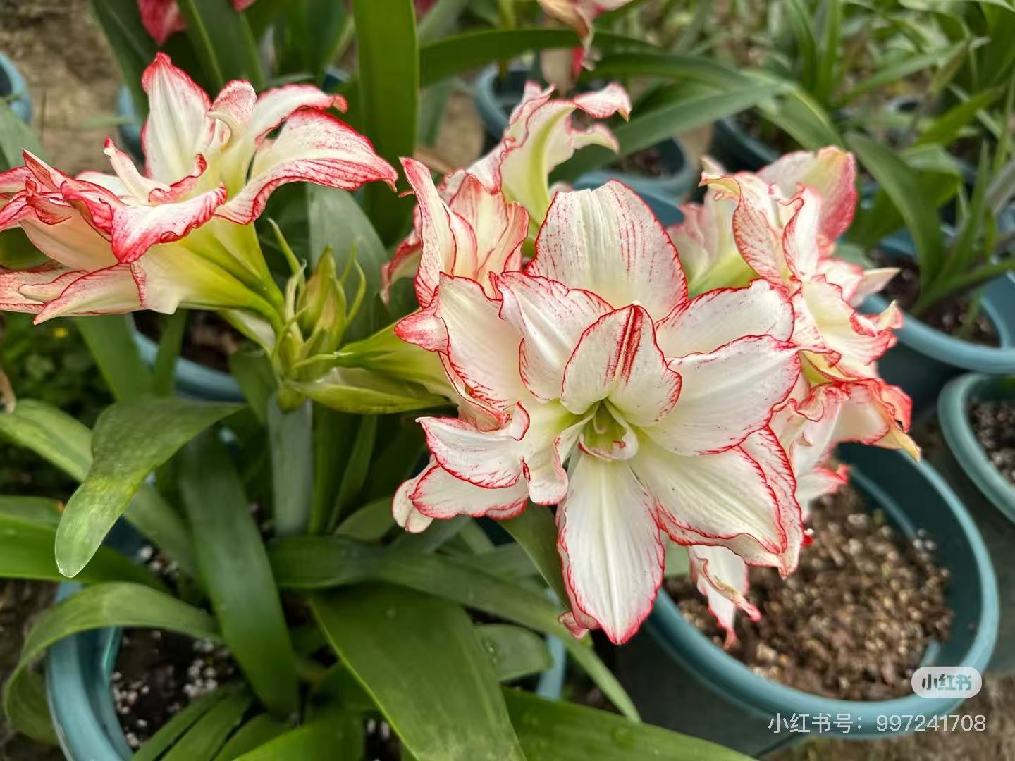 重瓣好货小苗1.5cm