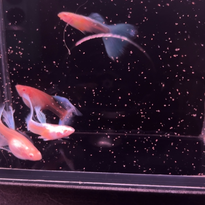 孔雀鱼蓝白蝴蝶绒球2对