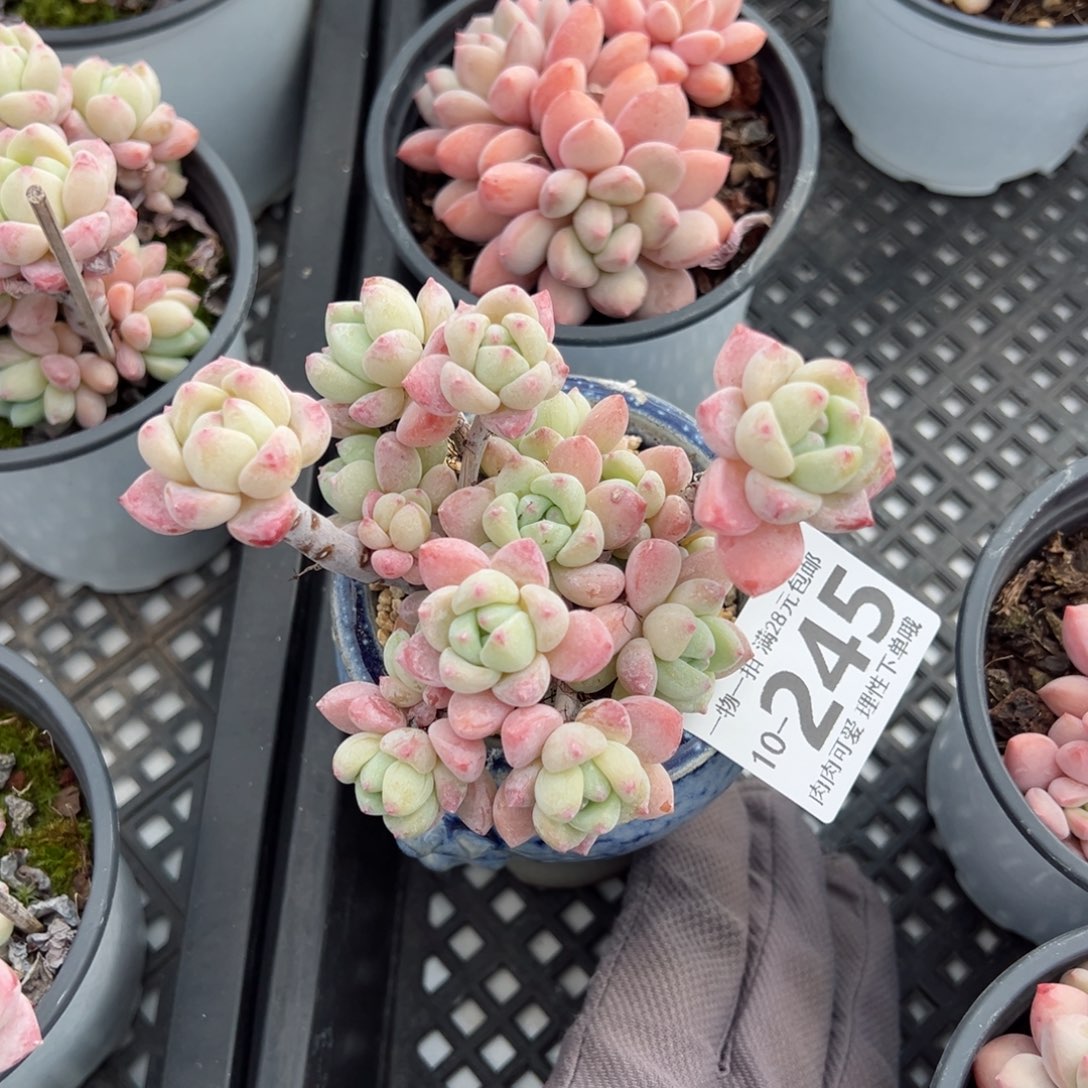 粉香水多肉多肉多肉多肉