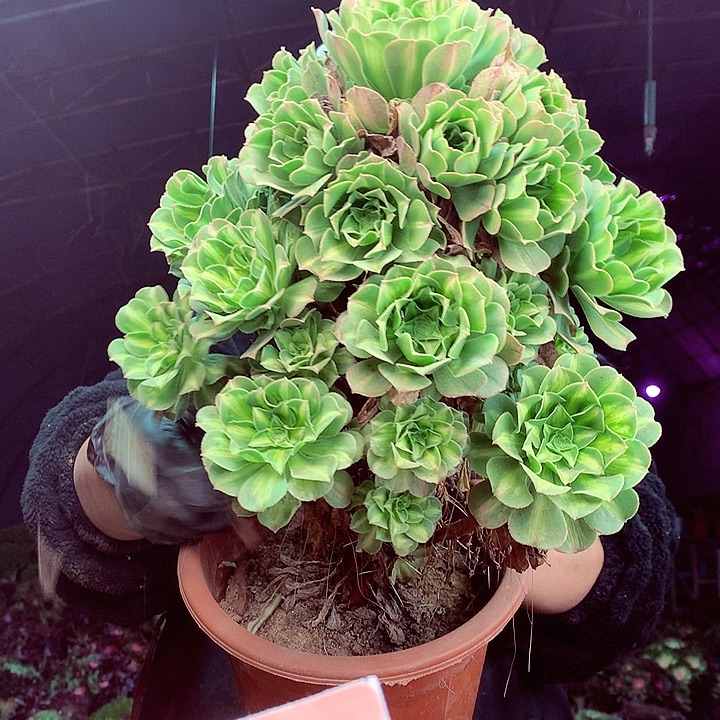 柒柒精品多肉脱土发货不包断侧枝303