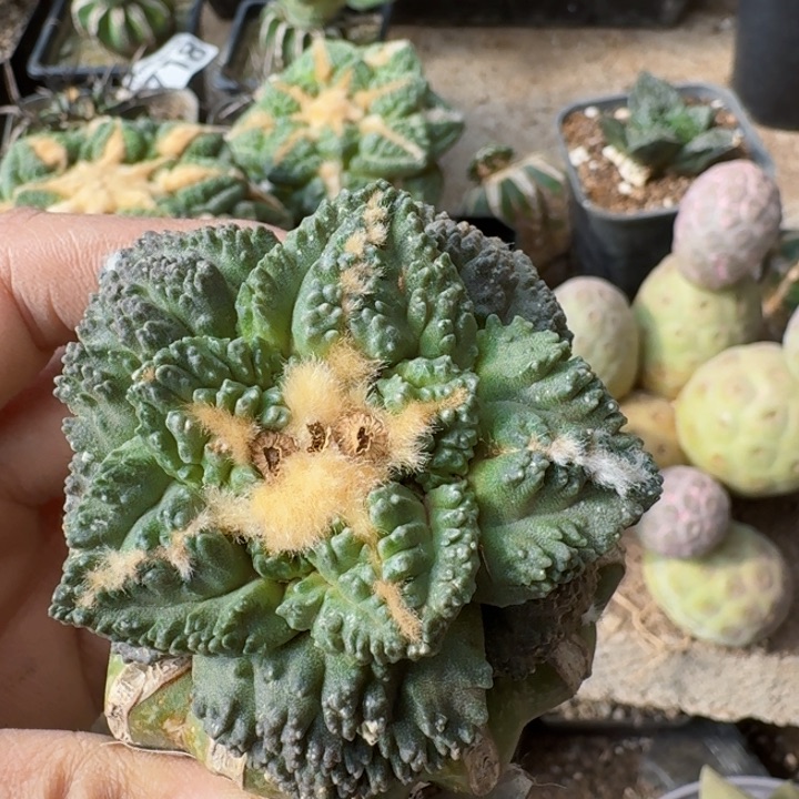 778大割尤龟甲牡丹仙人球