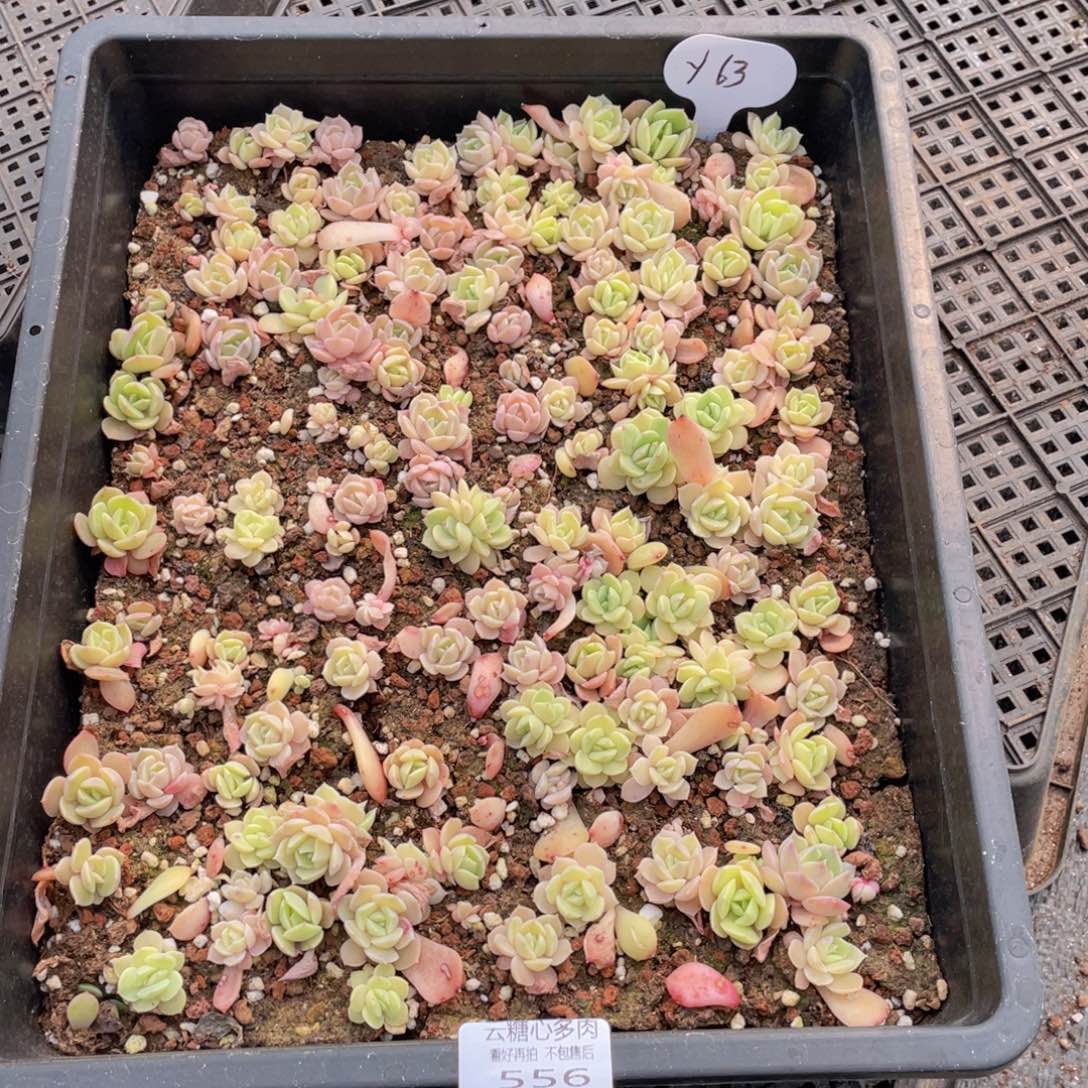 云糖心多肉植物556