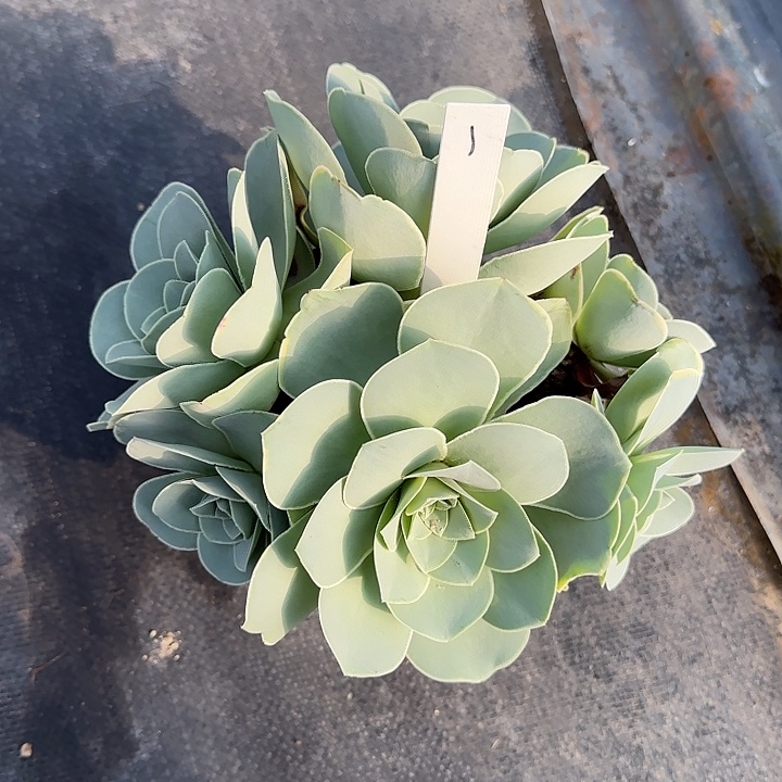 山地玫瑰一物一拍，脱土发，1号，不包断侧芽