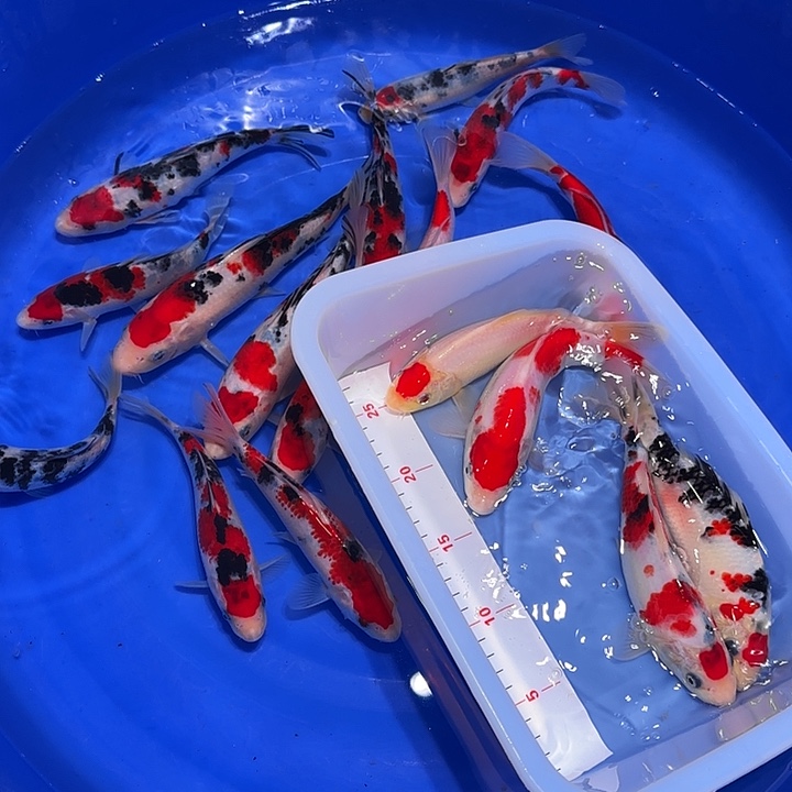 用***1海水鱼哈哈就要付出和v个