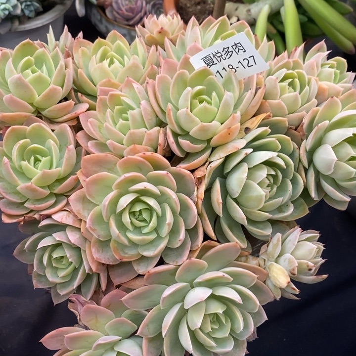 夏悦多肉0118-127丝绸面纱