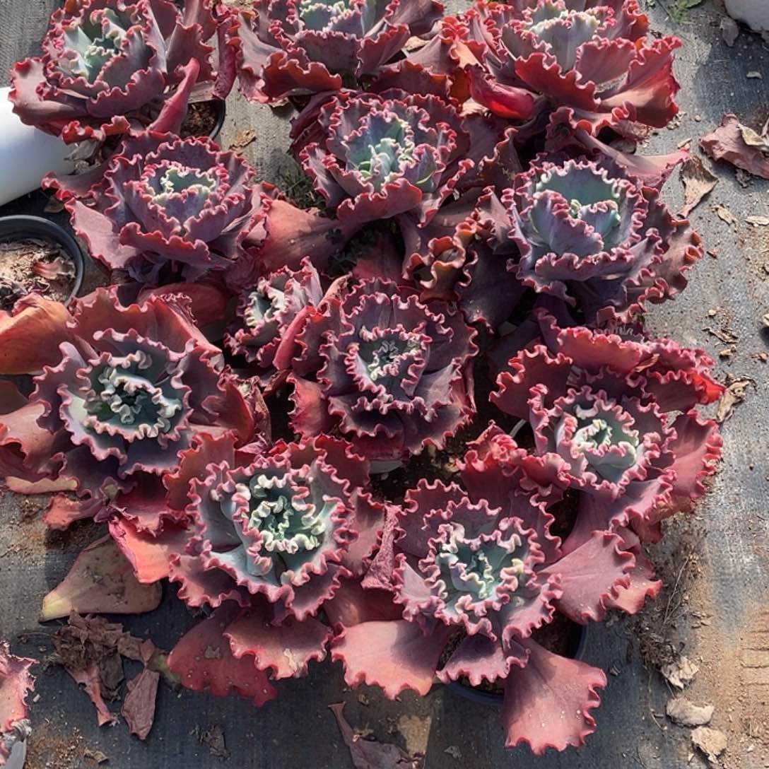 尽***。13号包菜系多肉植物带赠品11棵