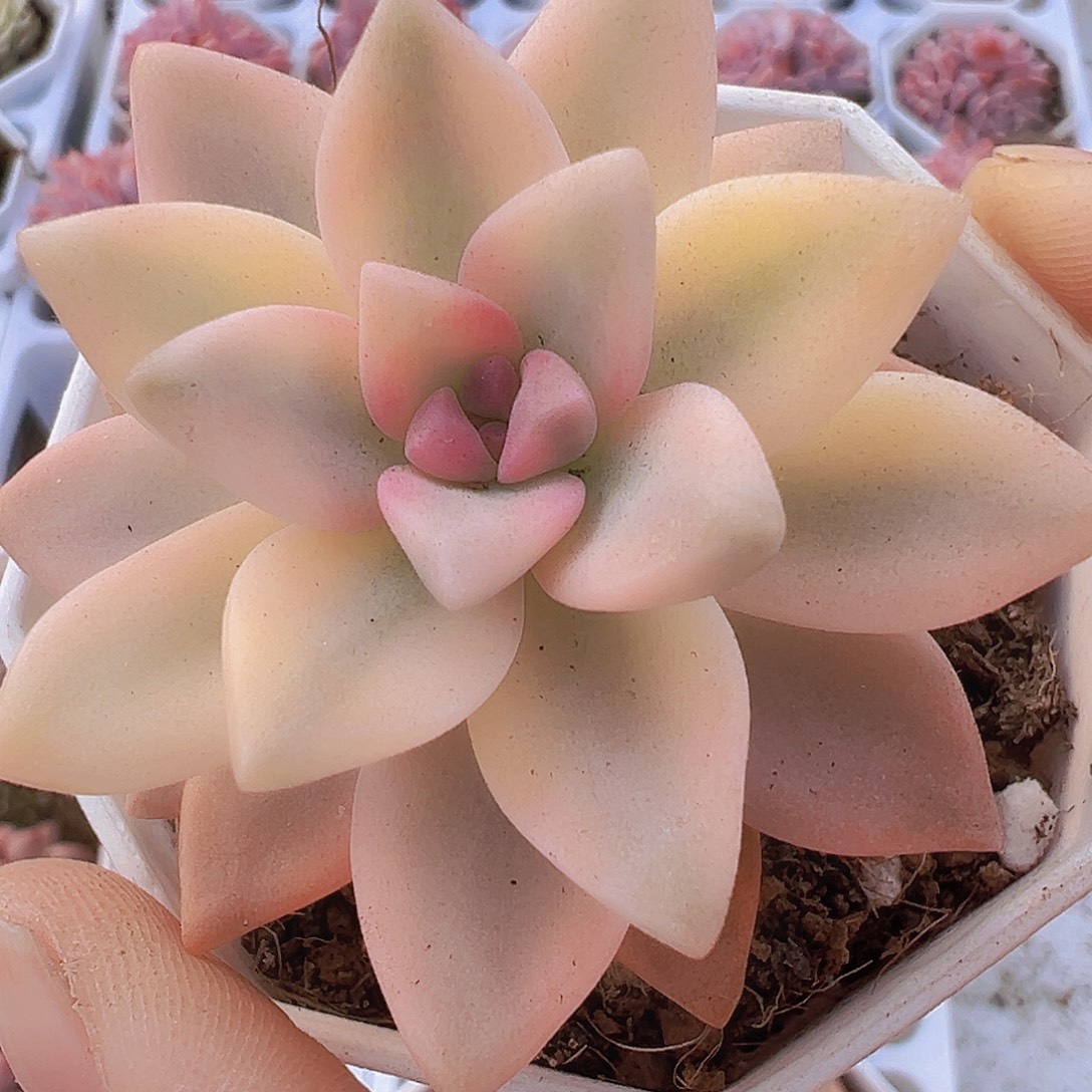 淡雪锦19包邮dr植物