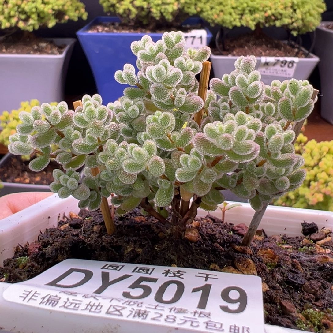 5019冰晶杂一物一拍