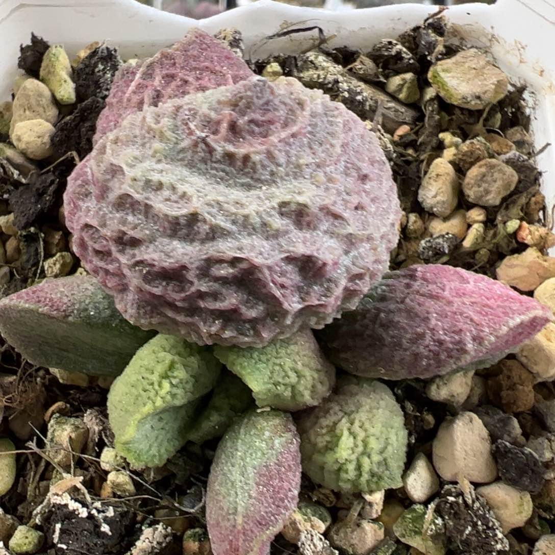 巨猪宝大苗纹路款多肉植物