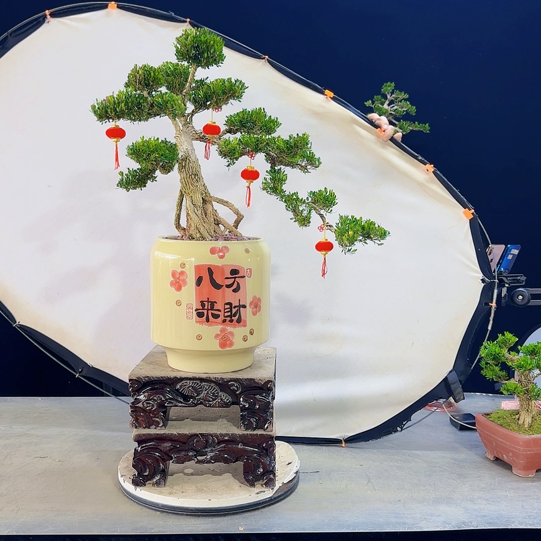 高端盆景艺术作品