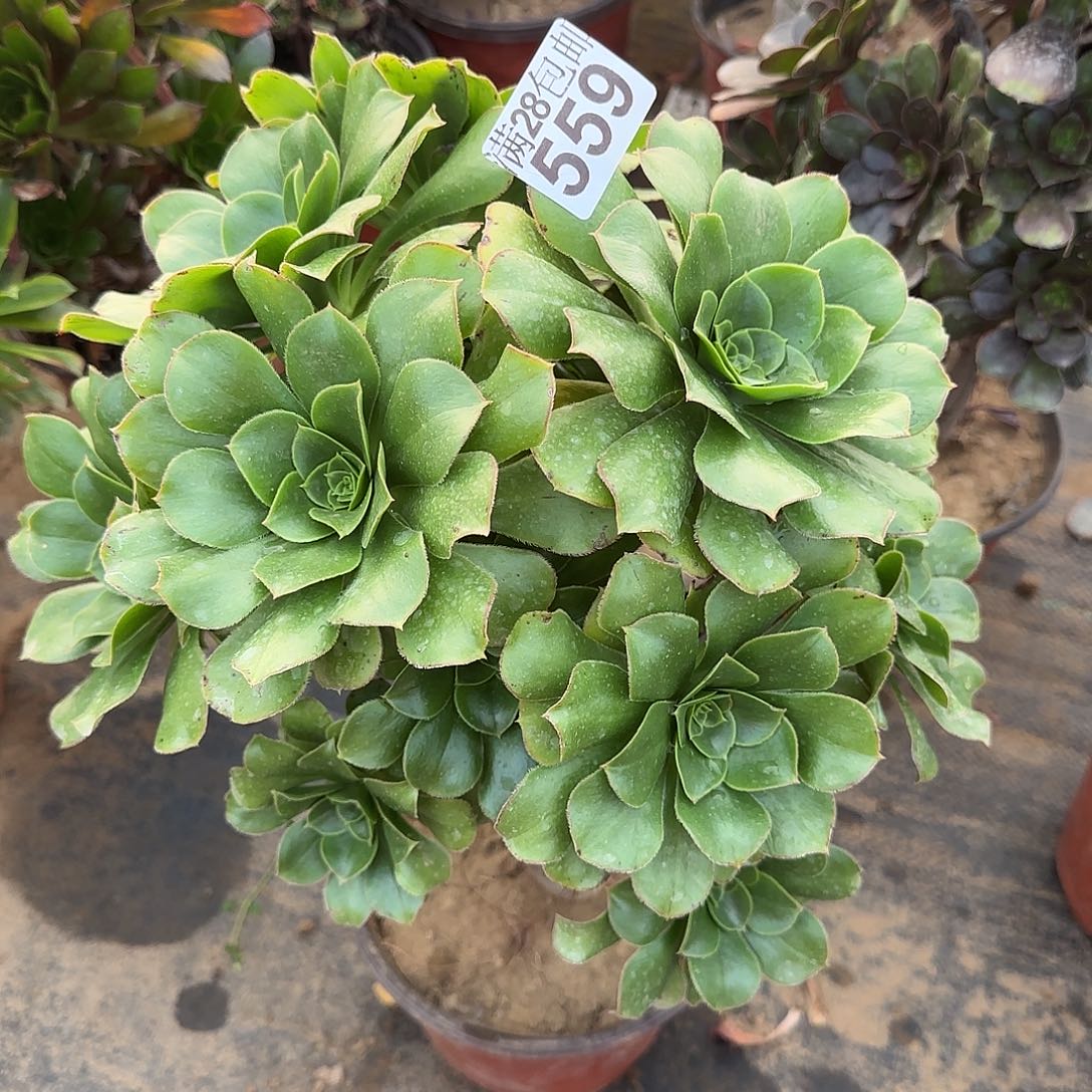 用*绿玫瑰多肉559满28包邮断枝不包