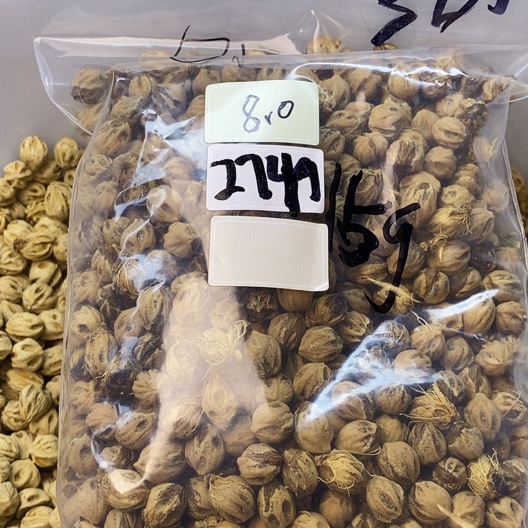 一***馍吊坠柏香籽/百香籽