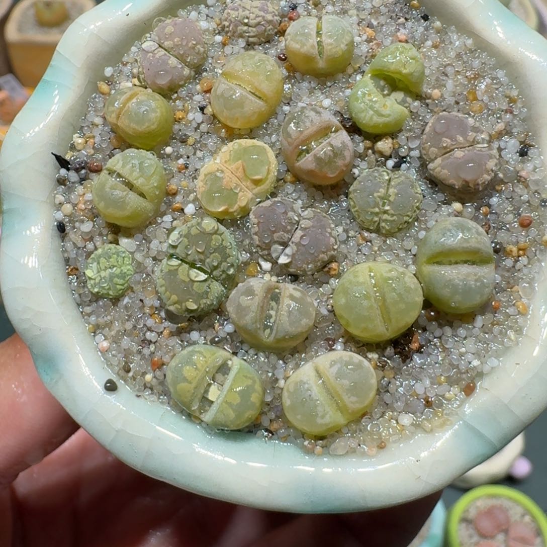 红陶蘑菇999大牙