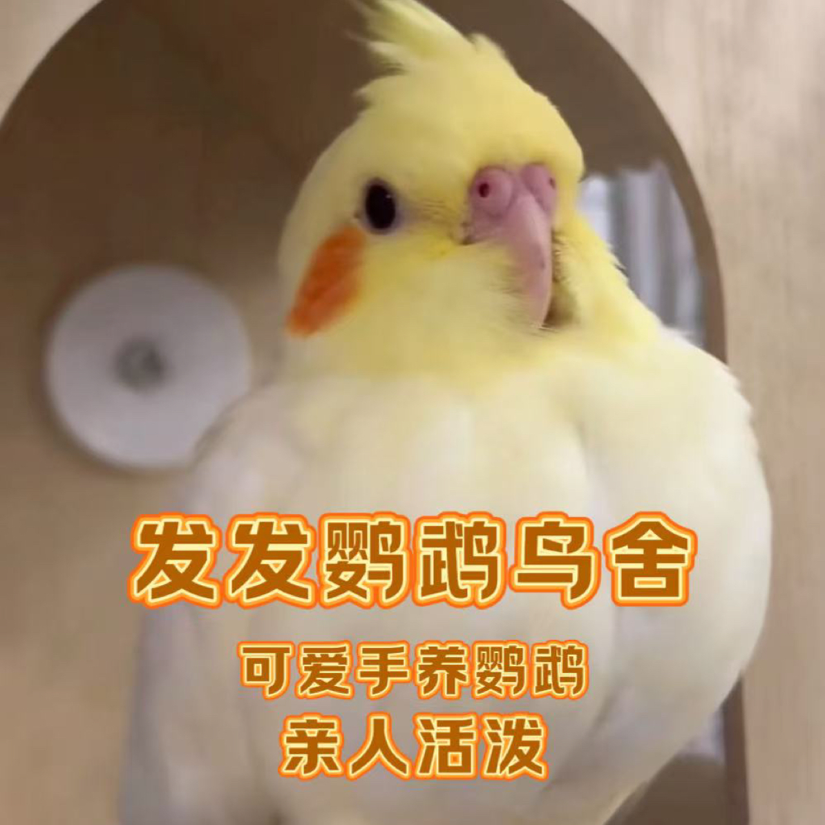 （直播链接）手养玄凤鹦鹉可爱亲人玄凤幼鸟（包活包售后48小时）