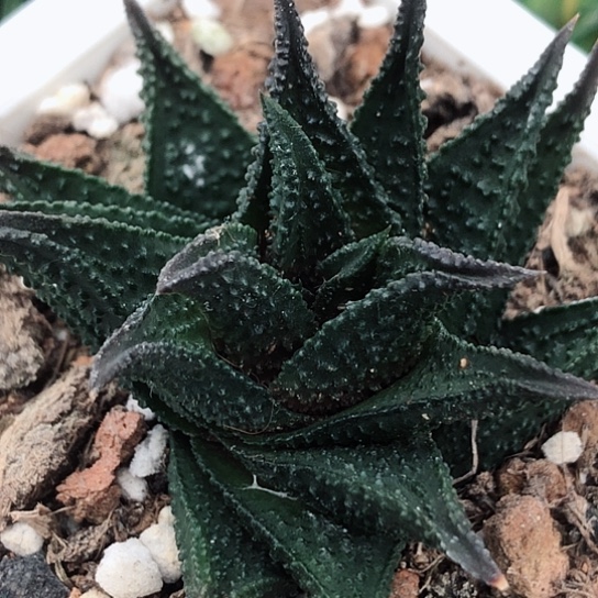 哥斯拉旋转硬叶多肉