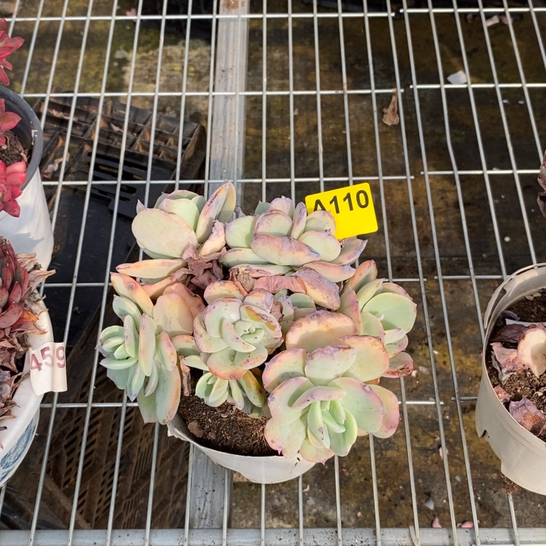 110白凤多头一物一拍