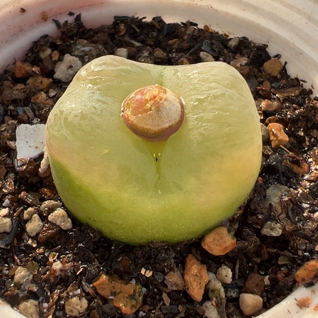 085多肉植物种类多样