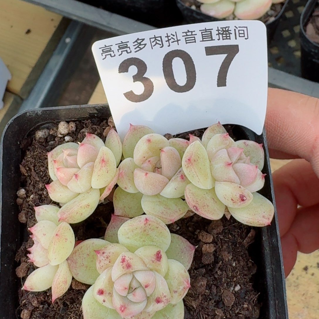 上新白糖珍妮         精品多肉