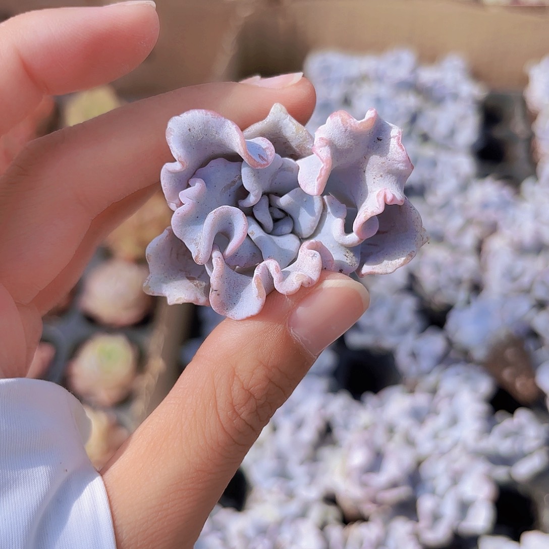 小穴苗白饺子皮多肉植物