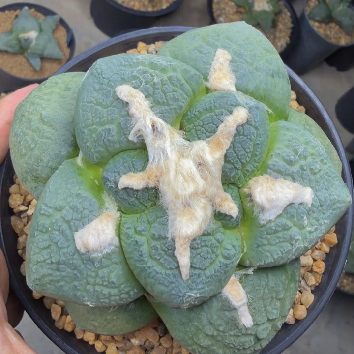 超大蓝色肥厚5cm尤丸连