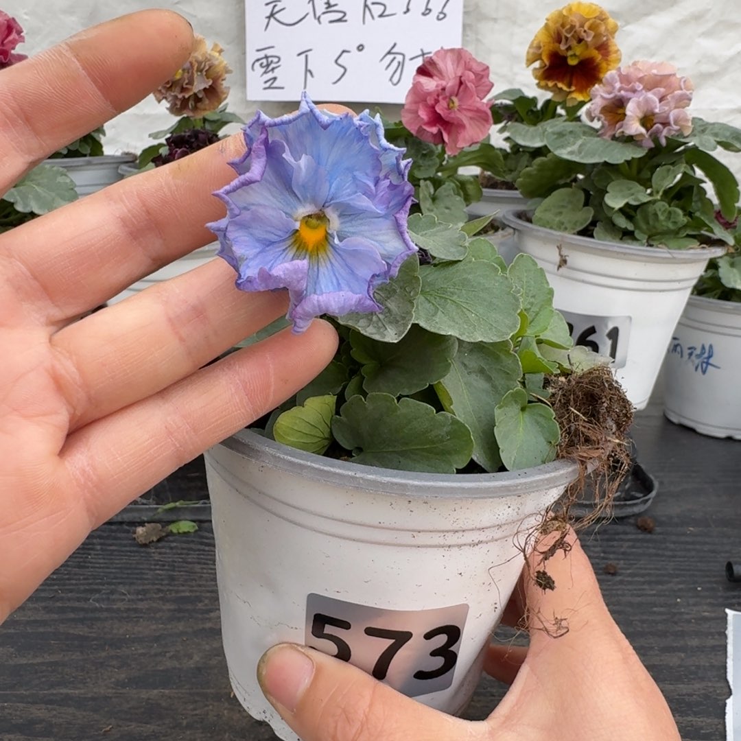 全部花朵573号神户蓝