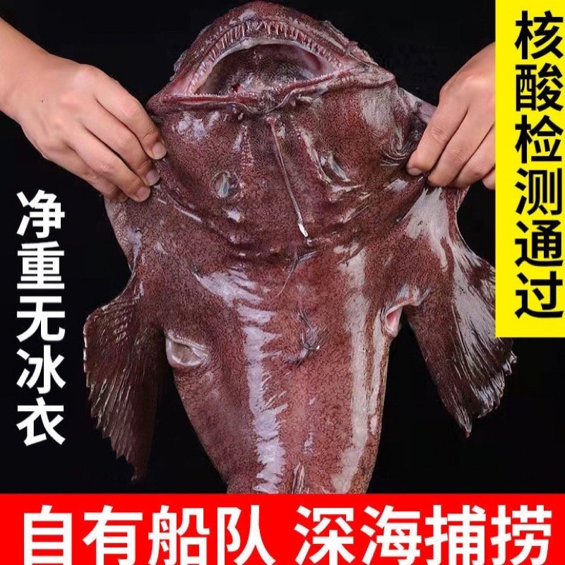 码头新货安康鱼灯笼鱼特大鱼王净重17-18斤处理好带肝带肚