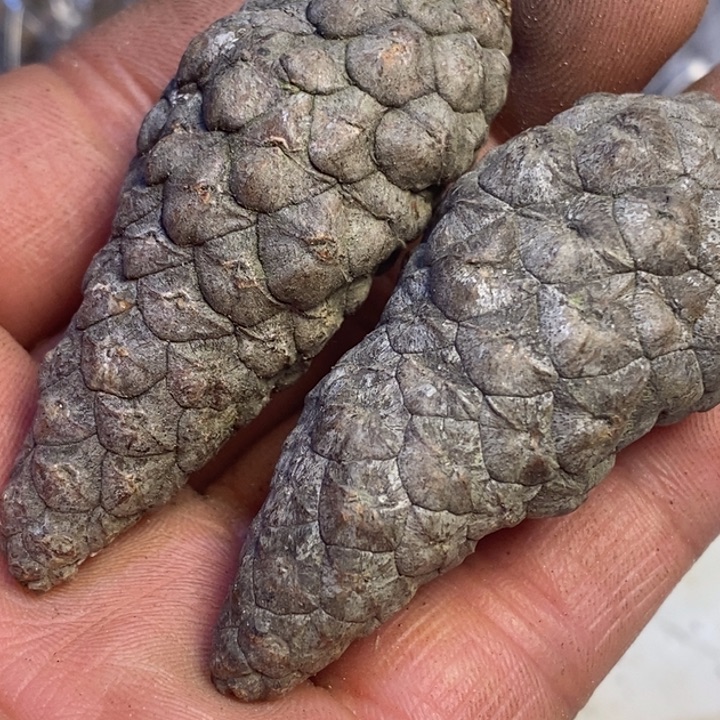 胡***吊坠文玩核桃东北特产42