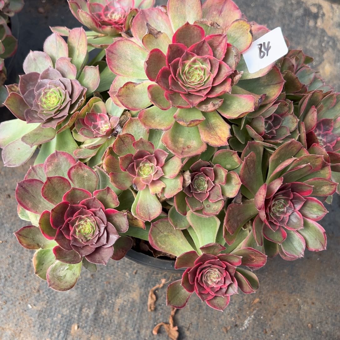 84夜宴多肉嘻嘻嘻嘻