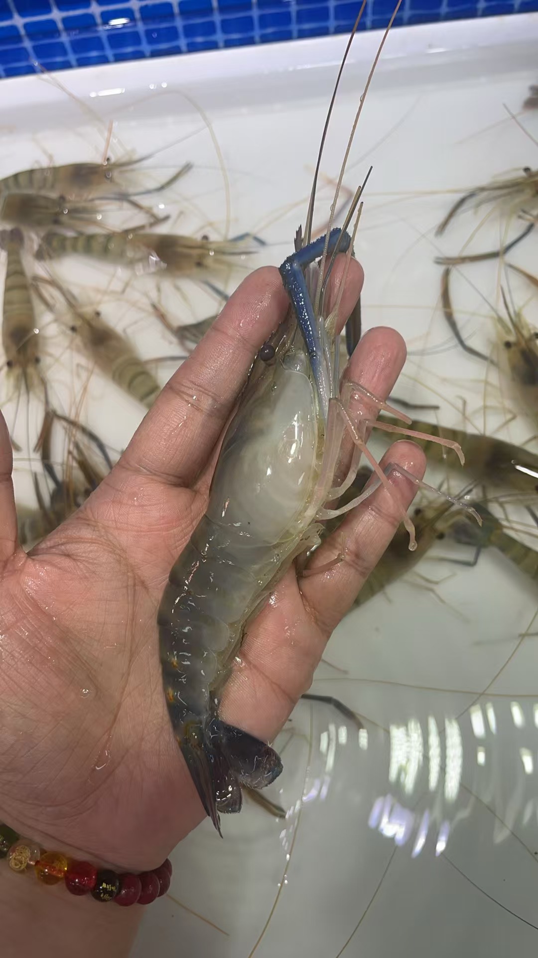 罗氏虾，活鲜活发，保鲜保肥不保活2斤3斤起拍