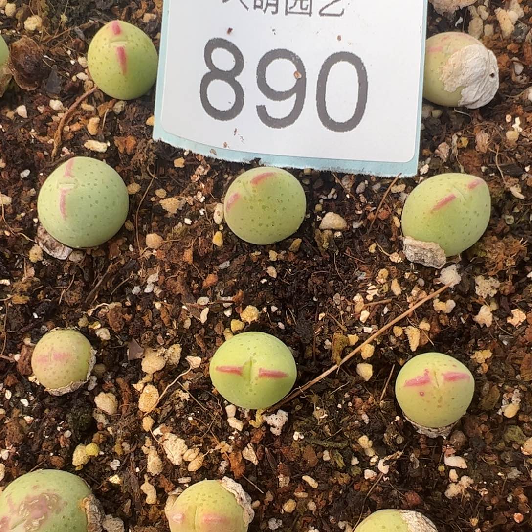 0000890量拍正版白花大枪2颗