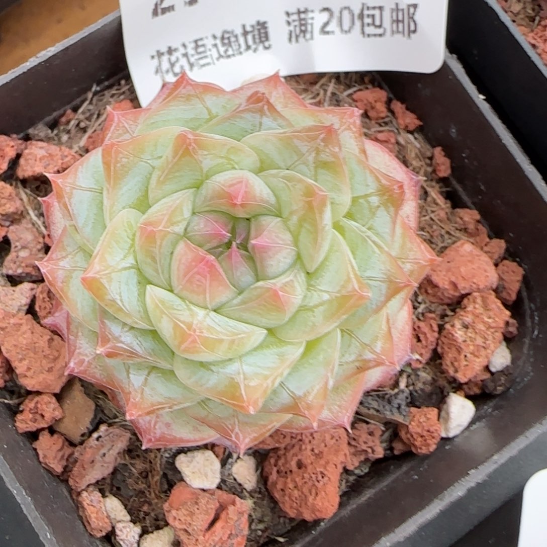 花语逸镜0116-297