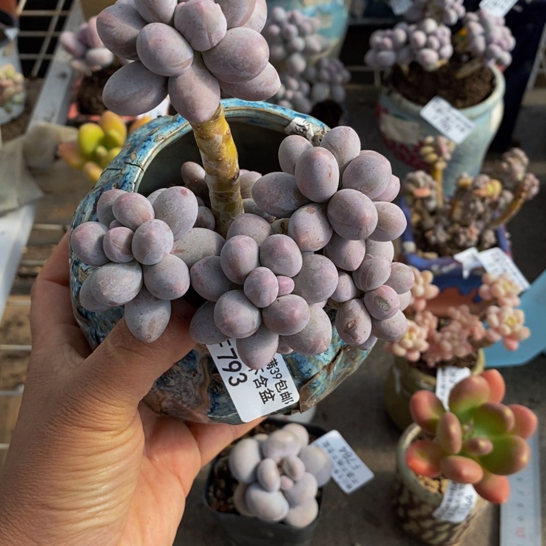 香水手指793/10v m