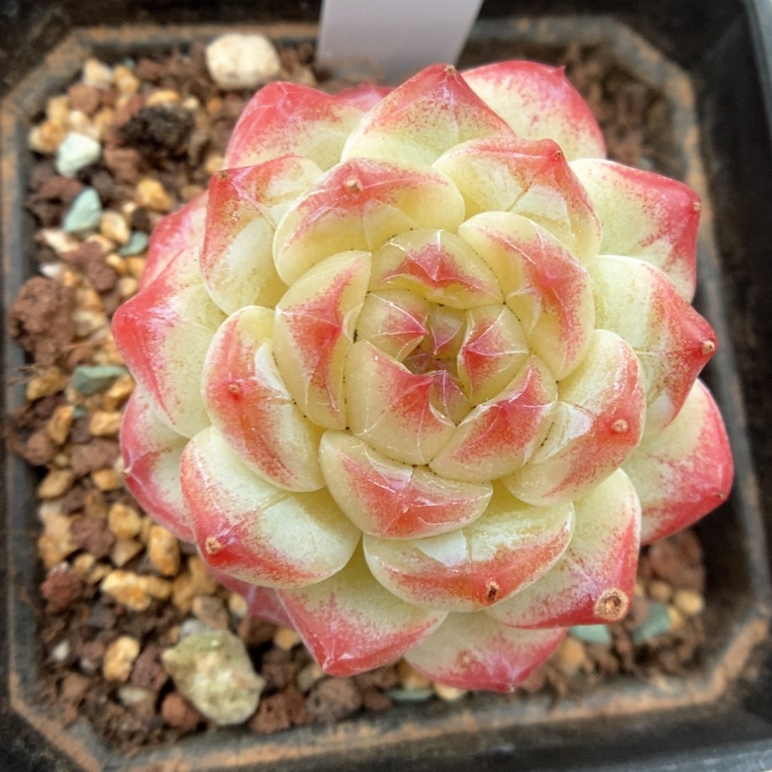 美心优选可拍560号。