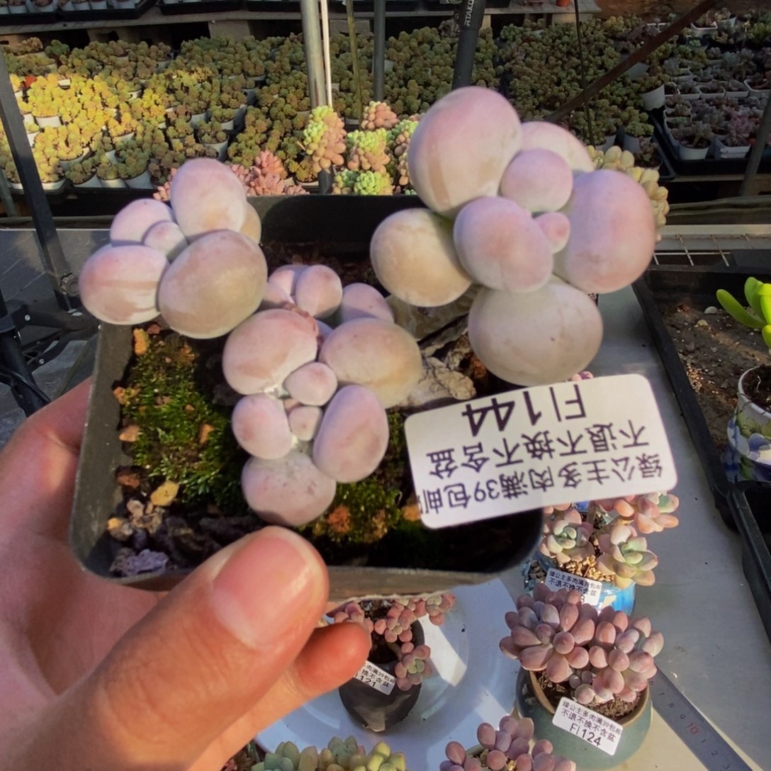 144芭比奶多肉7cm