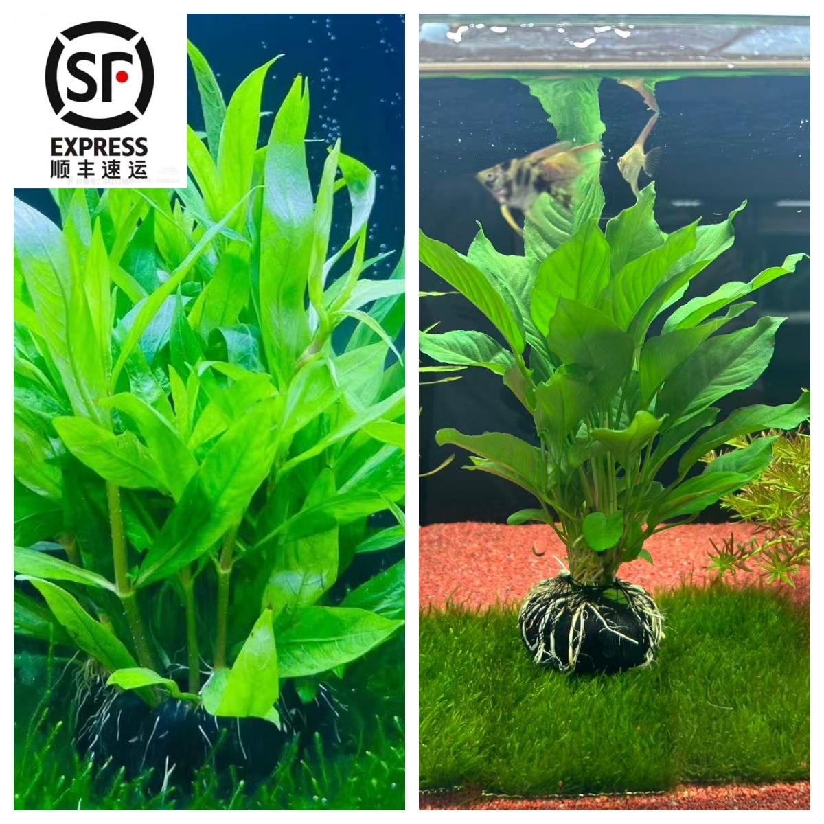 【锦鲤可用】皮实抗造 中柳 大叶榕坨草植物草鱼缸造景抑制藻类净化