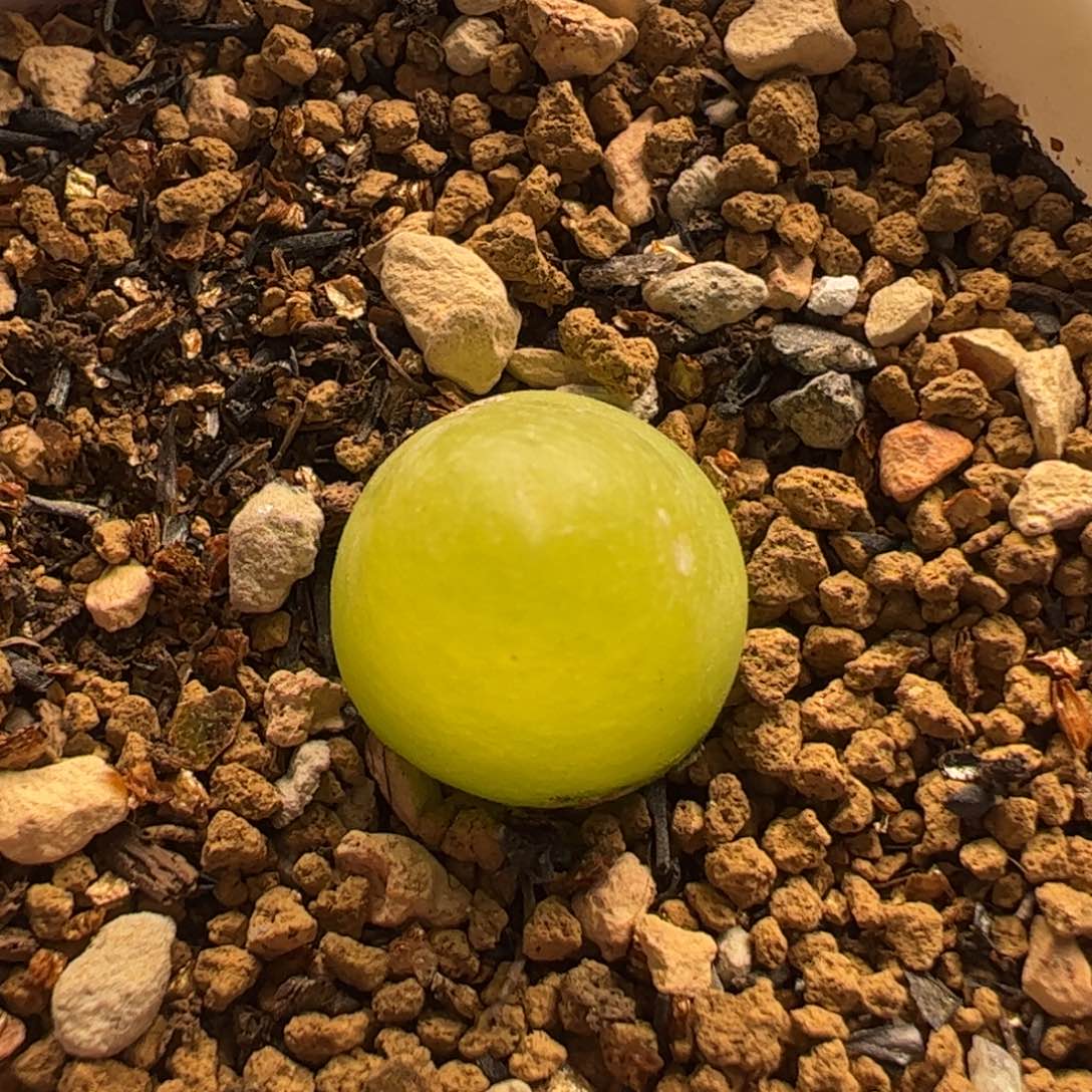 大葫芦1.1厘米母本多肉