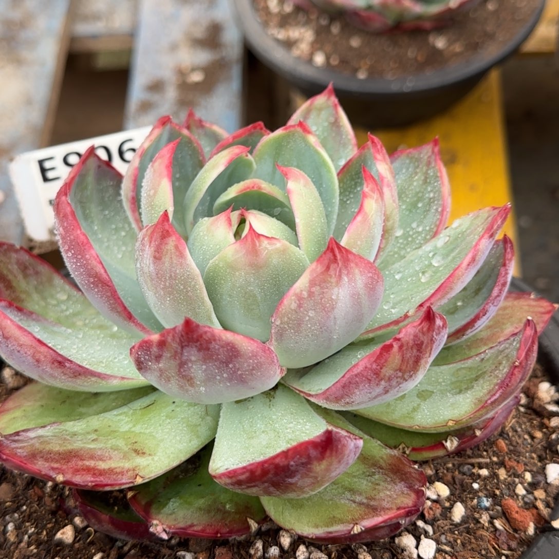 花脸拉丝惊鸿一物一拍包装收缩花旱906