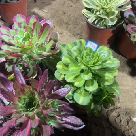 499多肉植物组合