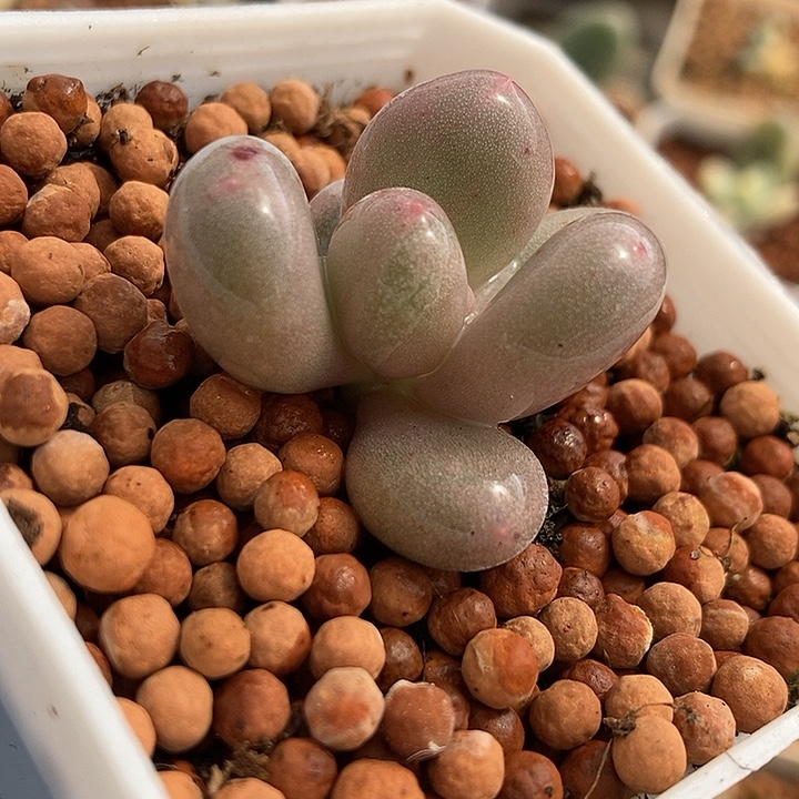 蛋黄锦多肉植物多肉