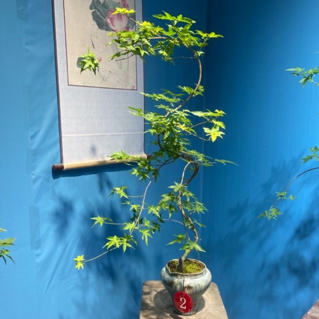 流泉枫盆栽植株造型盆景适合客厅阳台庭院