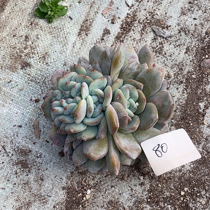 糖***甜星影缀化 脱土发货
