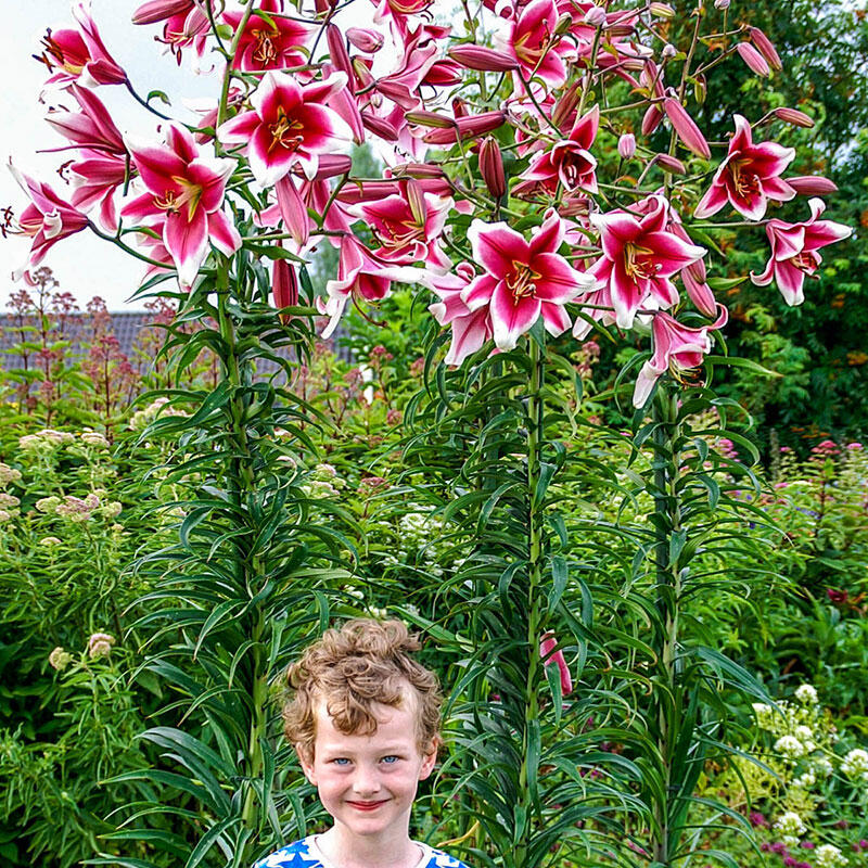 乔乔花屋 1球美素18/20cmOT系列百合大花浓香 不带盆土现货