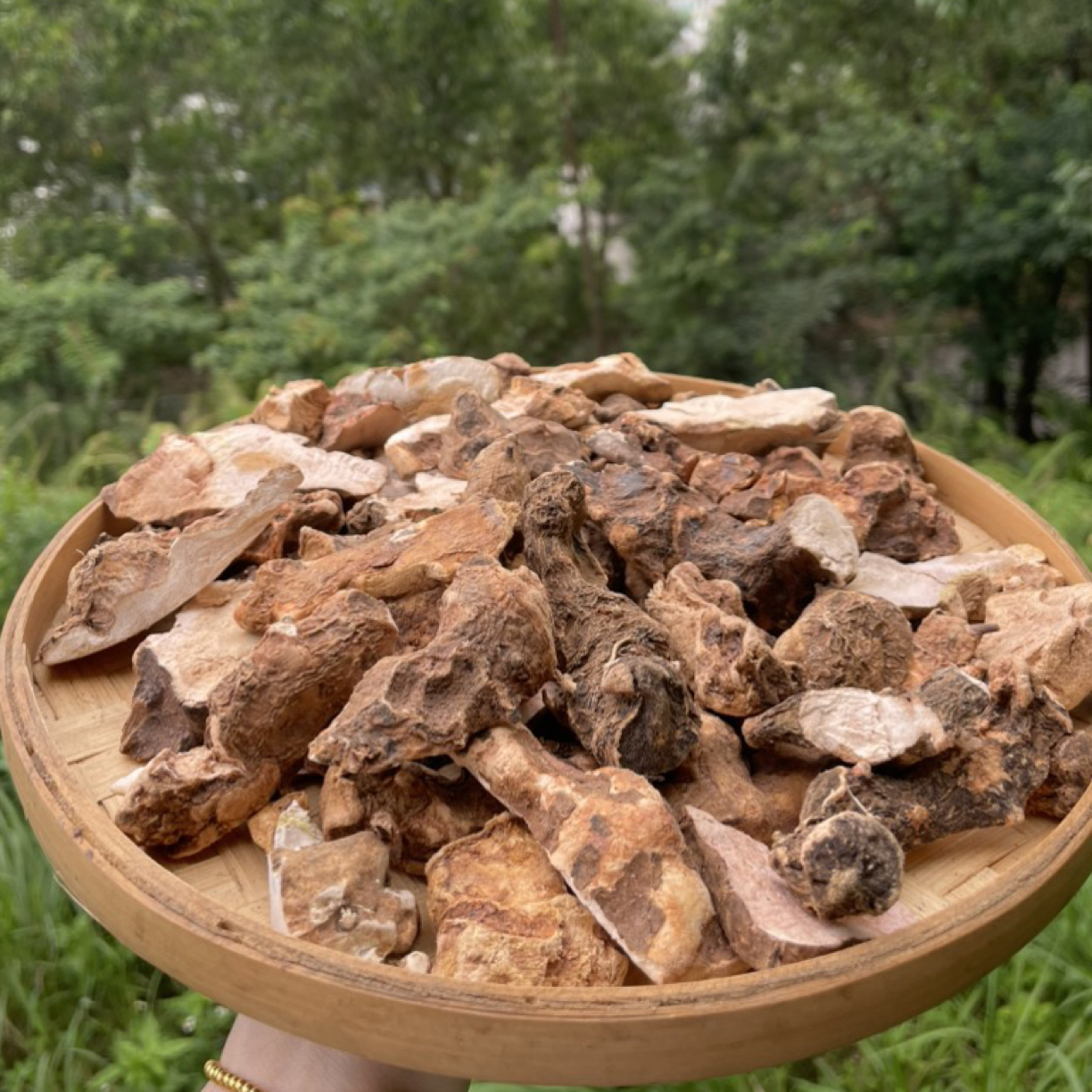 野生台山铜鼓【野生土茯苓】